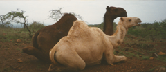 Camels_b